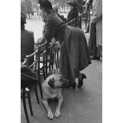 Dog And Owner At Crufts