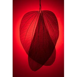 Red Leaf Skeleton