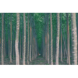 A plantation of poplar trees, a commercial tree farm. Tall straight trunks and vivid green tree canopy.