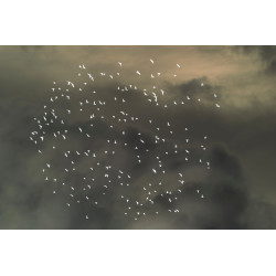 Starlings flying across overcast sky.