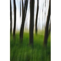 Blurred motion abstract of elm trees with thin straight trunks near the beach and ocean in distance.
