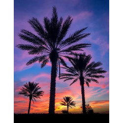 Sunset with Palm Tress