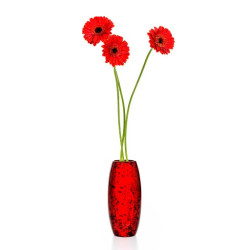 Red daisy