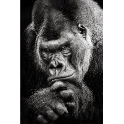 Gorilla Portrait