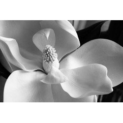 Magnolia Grandiflora flower