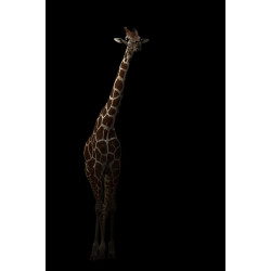 giraffe hiding in the dark
