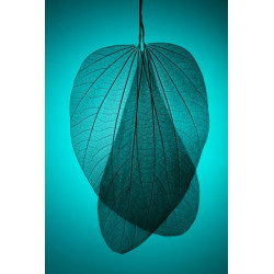 Cyan Leaf Skeleton