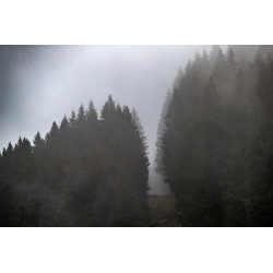Fallen Trees (Marcesina Plain)