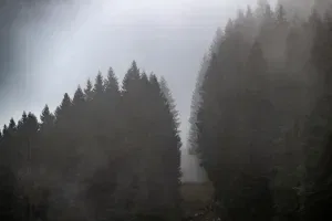 Fallen Trees (Marcesina Plain)
