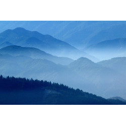 Pine Forests (Lake Arrowhead)