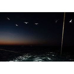 Trawler (Birds)