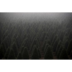 Christmas Tree Farm (Oregon)