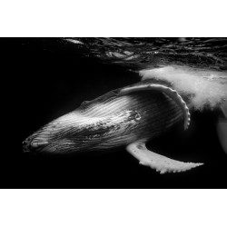 Humpback Whale Calf