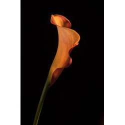 Calla Lily