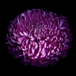 GLORIOUS AUTUMN PURPLE CHRYSANTHEMUM...