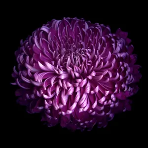 GLORIOUS AUTUMN PURPLE CHRYSANTHEMUM..., 2013