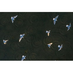 Gulls (Staplehurst)