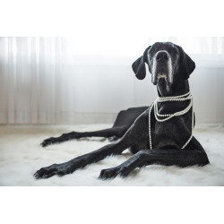 Great dane wearing pearls