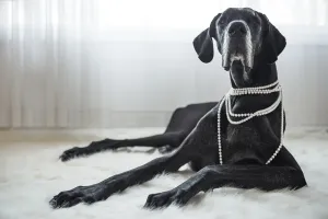 Great dane wearing pearls, 2017