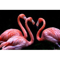3 Flamingo on Black