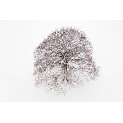 Solitary (Snow)