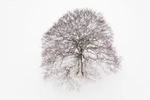 Solitary (Snow), 2021