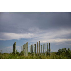 Home Stilts (New Orleans)