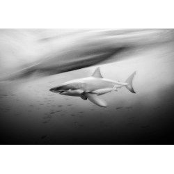 Great white