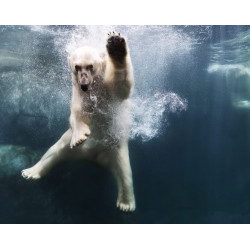 Polarbear in Water