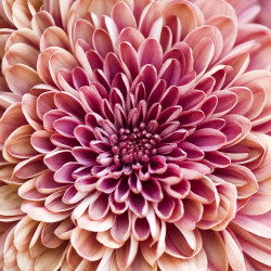 Chrysanthemum