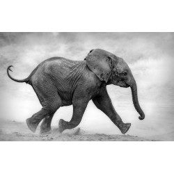 Elephant Calf On the Run
