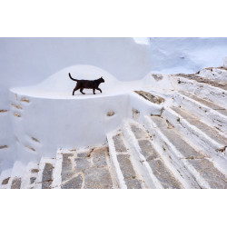 Greece, Cyclades, street cat