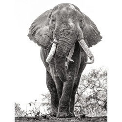 an African Elephant Named Boswell