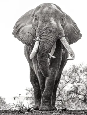 an African Elephant Named Boswell, 2018