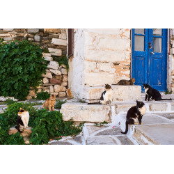 Greece, Cyclades, street cat