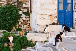 Greece, Cyclades, street cat, 2017, Tuul & Bruno Morandi
