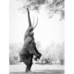 Skillful African Elephant Standing Tall at Mana Pools, Zimbabwe
