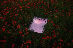 Mirror in Red Poppies, 2021
