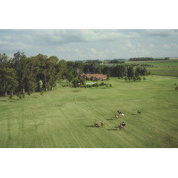 Polo Match