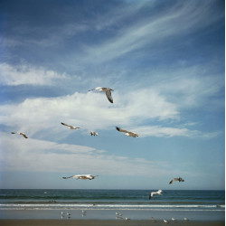 San Diego Gulls