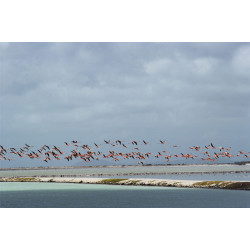 Flamingos In Flight