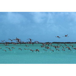 Flamingos In Curacao