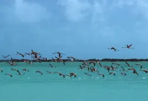 Flamingos In Curacao, januari 1979, Slim Aarons