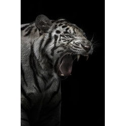 White Tiger