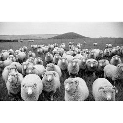 Sheep's Eyes