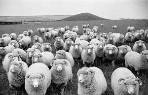 Sheep's Eyes, 1949, Raymond Kleboe