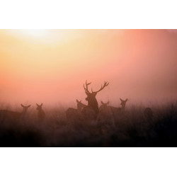 Red Stag and Bucks (Richmond Park)