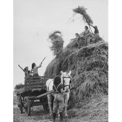 Women's Land Army