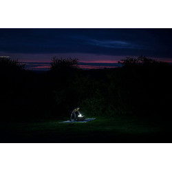 Annual Moth Census (Brill)