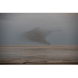 Waders Over Wash Estuary